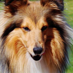 Hondenfoto van Just The Max   