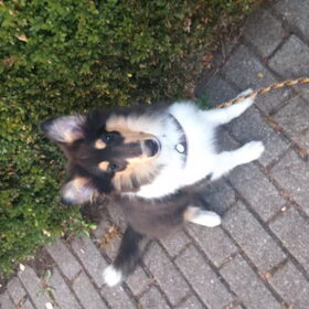 Hondenfoto van ~ Luna & Lèxi ~