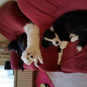 Hondenfoto van Lucia, Lizzy & Ziva