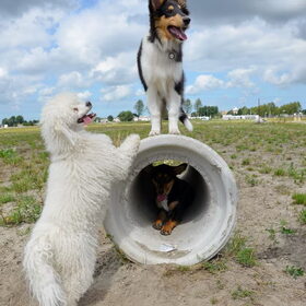 Hondenfoto van ~ Luna & Lèxi ~