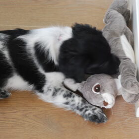 Hondenfoto van Doortje & Tibbe