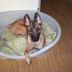 dit is kyra een heel lief beestje in huis,maar buitenshuis erg…