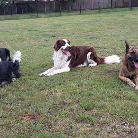Hondenfoto van Dutchshepherdteam 