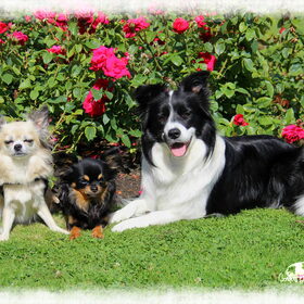 Hondenfoto van Shauni  *Sky~Jinx~Sansa~Hypno*