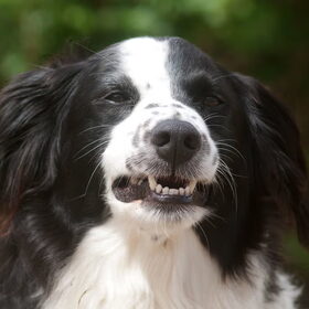 Hondenfoto van Angelique; Bruno, Charlie & Fenna  