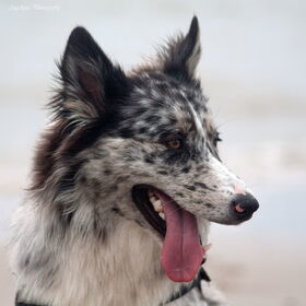 Hondenfoto van Angelique; Bruno, Charlie & Fenna  