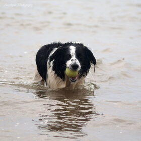Hondenfoto van Angelique; Bruno, Charlie & Fenna  