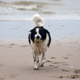 Hondenfoto van Angelique; Bruno, Charlie & Fenna  