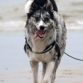 Hondenfoto van Angelique; Bruno, Charlie & Fenna  