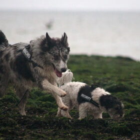 Hondenfoto van Angelique; Bruno, Charlie & Fenna  