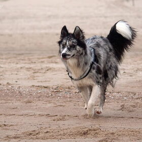 Hondenfoto van Angelique; Bruno, Charlie & Fenna  
