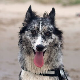 Hondenfoto van Angelique; Bruno, Charlie & Fenna  