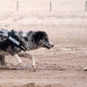 Hondenfoto van Angelique; Bruno, Charlie & Fenna  