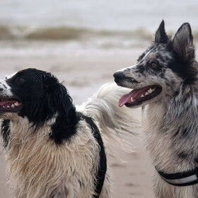 Hondenfoto van Angelique; Bruno, Charlie & Fenna  