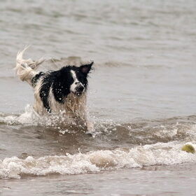 Hondenfoto van Angelique; Bruno, Charlie & Fenna  