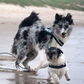 Hondenfoto van Angelique; Bruno, Charlie & Fenna  