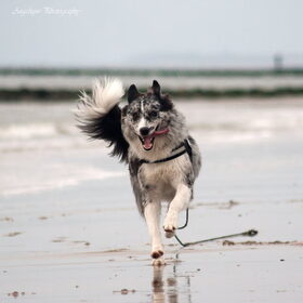 Hondenfoto van Angelique; Bruno, Charlie & Fenna  