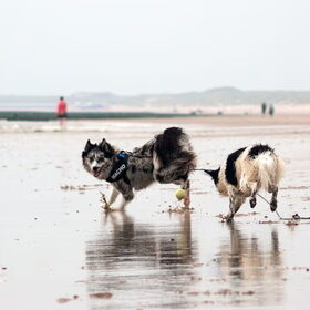 Hondenfoto van Angelique; Bruno, Charlie & Fenna  