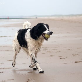 Hondenfoto van Angelique; Bruno, Charlie & Fenna  