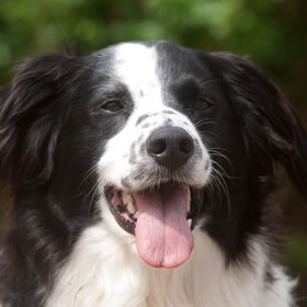 Hondenfoto van Angelique; Bruno, Charlie & Fenna  
