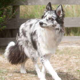 Hondenfoto van Angelique; Bruno, Charlie & Fenna  