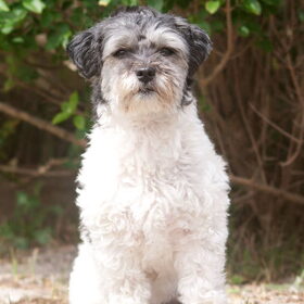Hondenfoto van Angelique; Bruno, Charlie & Fenna  