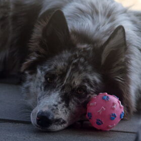 Hondenfoto van Angelique; Bruno, Charlie & Fenna  
