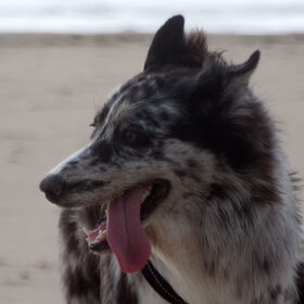 Hondenfoto van Angelique; Bruno, Charlie & Fenna  
