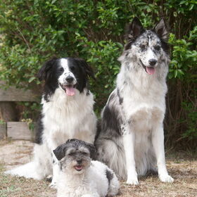 Bruno & Charlie samen met Bobbie
