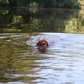 Hondenfoto van jannine & Jasper