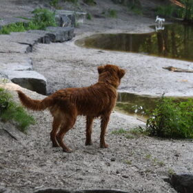 Hondenfoto van jannine & Jasper