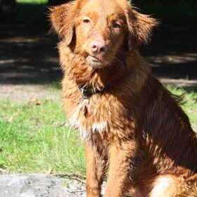 Hondenfoto van jannine & Jasper