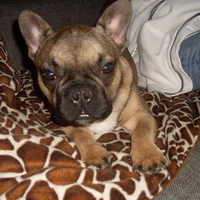 Hondenfoto van Roxanne en het bulletje Cupid :D