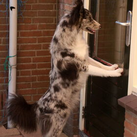 Hondenfoto van Angelique; Bruno, Charlie & Fenna  