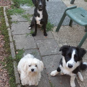 Hondenfoto van Lucia, Lizzy & Ziva