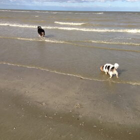 Hondenfoto van Mopske & Grappa