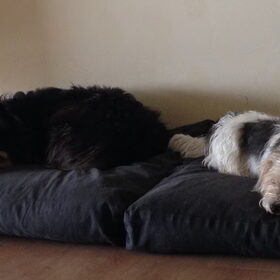Hondenfoto van Mopske & Grappa