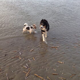 Hondenfoto van Mopske & Grappa