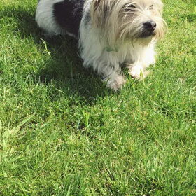 Hondenfoto van Mopske & Grappa