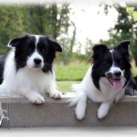 Hondenfoto van Shauni  *Sky~Jinx~Sansa~Hypno*