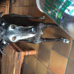 Hondenfoto van Adinda, Runeke, Paloma, Wolf, Pixie en poes Uncas