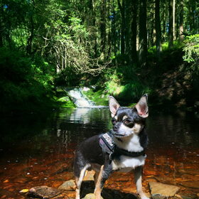 In de Ardennen