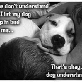 Hondenfoto van Hondenhumor Sasja de Eerste ITC-Hond die nu met pensioen is.