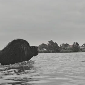 Hondenfoto van Jeanine :)
