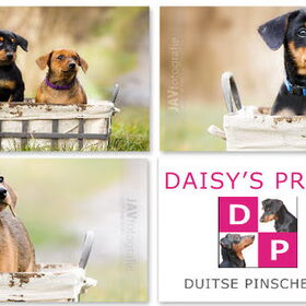 Hondenfoto van Veronique, Hugo, Jay-Dee & Mandy