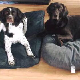 Hondenfoto van Fabienne & Joy 