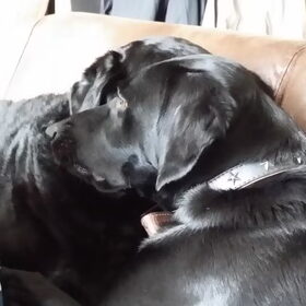 Vrienden voor het leven: Luca en Blacky