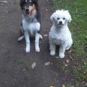 Hondenfoto van ~ Luna & Lèxi ~