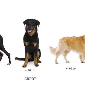 Groottes