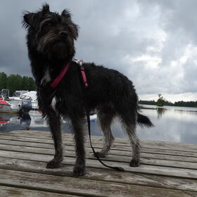 Hondenfoto van Ciska en Spanjaardje Moh (Bambi r.i.p.)